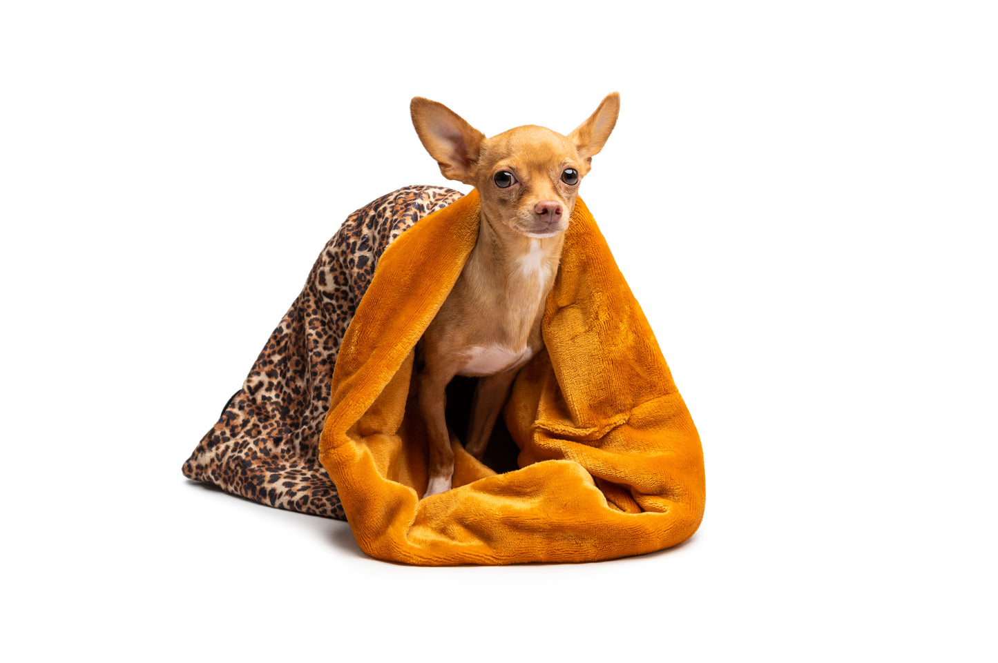Chihuahua blanket